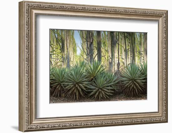 Africa, Madagascar, spiny forest. Sisal plants are along the edge of the deciduous succulent plants-Ellen Goff-Framed Photographic Print