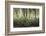 Africa, Madagascar, spiny forest. Sisal plants are along the edge of the deciduous succulent plants-Ellen Goff-Framed Photographic Print