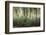 Africa, Madagascar, spiny forest. Sisal plants are along the edge of the deciduous succulent plants-Ellen Goff-Framed Photographic Print