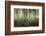 Africa, Madagascar, spiny forest. Sisal plants are along the edge of the deciduous succulent plants-Ellen Goff-Framed Photographic Print