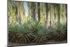 Africa, Madagascar, spiny forest. Sisal plants are along the edge of the deciduous succulent plants-Ellen Goff-Mounted Photographic Print