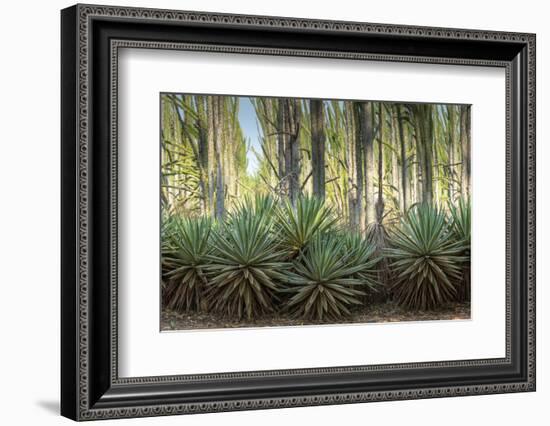 Africa, Madagascar, spiny forest. Sisal plants are along the edge of the deciduous succulent plants-Ellen Goff-Framed Photographic Print