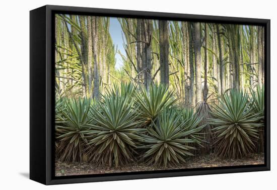 Africa, Madagascar, spiny forest. Sisal plants are along the edge of the deciduous succulent plants-Ellen Goff-Framed Premier Image Canvas