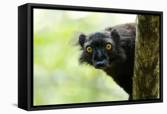 Africa, Madagascar. The male black lemur is black all over with bright orange eyes.-Ellen Goff-Framed Premier Image Canvas