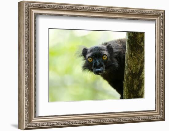 Africa, Madagascar. The male black lemur is black all over with bright orange eyes.-Ellen Goff-Framed Photographic Print