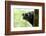 Africa, Madagascar. The male black lemur is black all over with bright orange eyes.-Ellen Goff-Framed Photographic Print