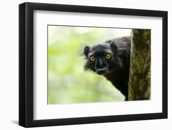 Africa, Madagascar. The male black lemur is black all over with bright orange eyes.-Ellen Goff-Framed Photographic Print