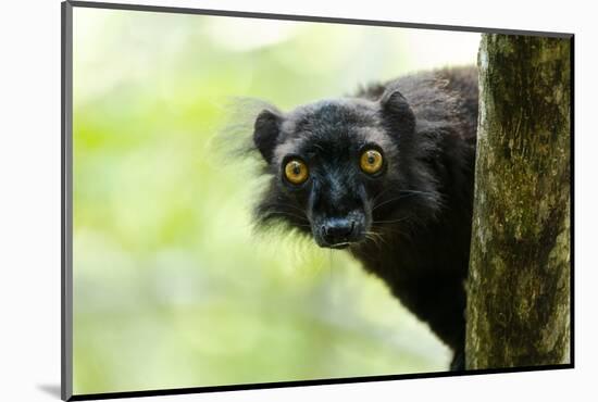 Africa, Madagascar. The male black lemur is black all over with bright orange eyes.-Ellen Goff-Mounted Photographic Print