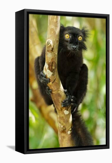 Africa, Madagascar. The male black lemur is black all over with bright orange eyes.-Ellen Goff-Framed Premier Image Canvas