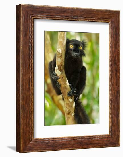 Africa, Madagascar. The male black lemur is black all over with bright orange eyes.-Ellen Goff-Framed Photographic Print