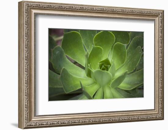 Africa, Morocco, Marrakesh. Close-Up of a Cactus in a Botanical Garden-Alida Latham-Framed Photographic Print