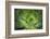 Africa, Morocco, Marrakesh. Close-Up of a Cactus in a Botanical Garden-Alida Latham-Framed Photographic Print