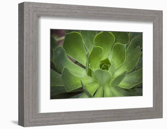 Africa, Morocco, Marrakesh. Close-Up of a Cactus in a Botanical Garden-Alida Latham-Framed Photographic Print