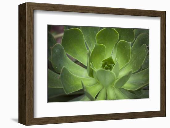 Africa, Morocco, Marrakesh. Close-Up of a Cactus in a Botanical Garden-Alida Latham-Framed Photographic Print