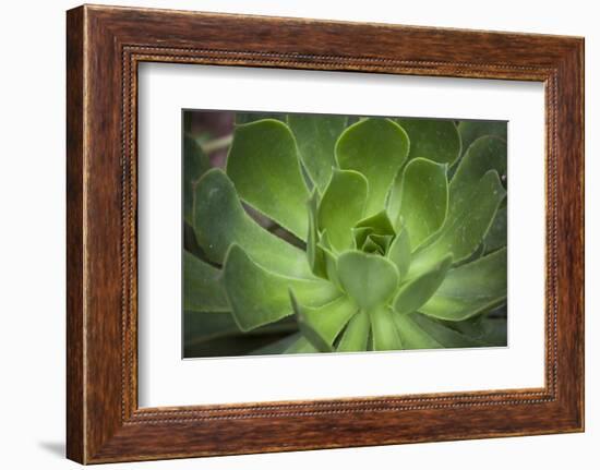 Africa, Morocco, Marrakesh. Close-Up of a Cactus in a Botanical Garden-Alida Latham-Framed Photographic Print