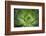 Africa, Morocco, Marrakesh. Close-Up of a Cactus in a Botanical Garden-Alida Latham-Framed Photographic Print