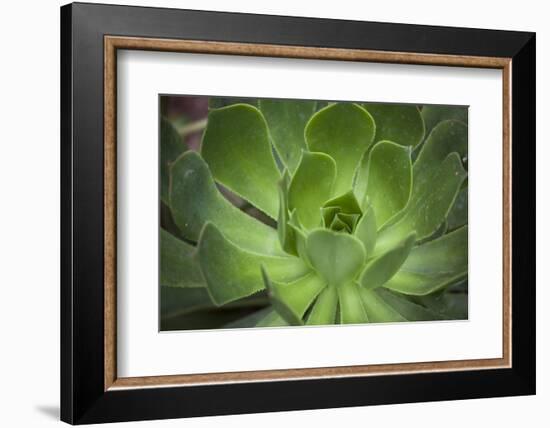 Africa, Morocco, Marrakesh. Close-Up of a Cactus in a Botanical Garden-Alida Latham-Framed Photographic Print