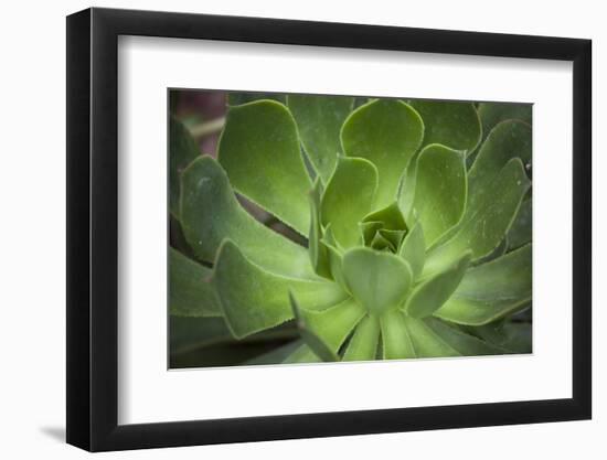 Africa, Morocco, Marrakesh. Close-Up of a Cactus in a Botanical Garden-Alida Latham-Framed Photographic Print