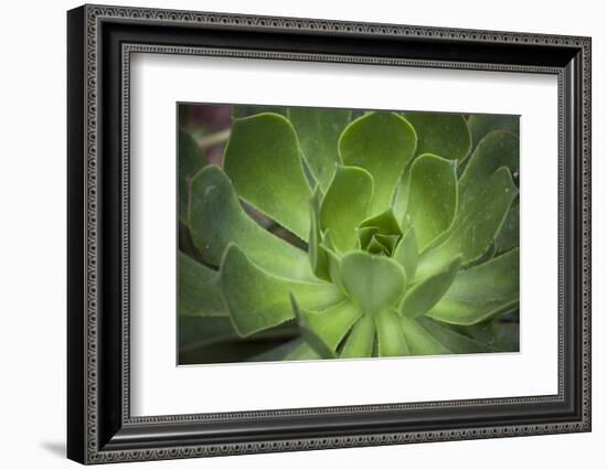 Africa, Morocco, Marrakesh. Close-Up of a Cactus in a Botanical Garden-Alida Latham-Framed Photographic Print