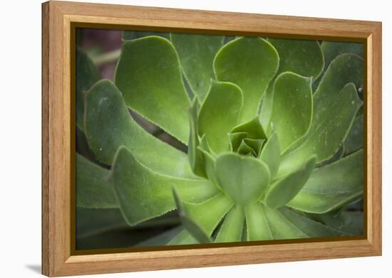 Africa, Morocco, Marrakesh. Close-Up of a Cactus in a Botanical Garden-Alida Latham-Framed Premier Image Canvas