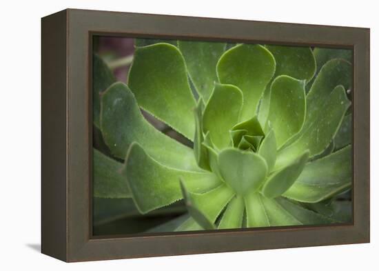 Africa, Morocco, Marrakesh. Close-Up of a Cactus in a Botanical Garden-Alida Latham-Framed Premier Image Canvas