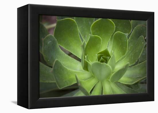 Africa, Morocco, Marrakesh. Close-Up of a Cactus in a Botanical Garden-Alida Latham-Framed Premier Image Canvas