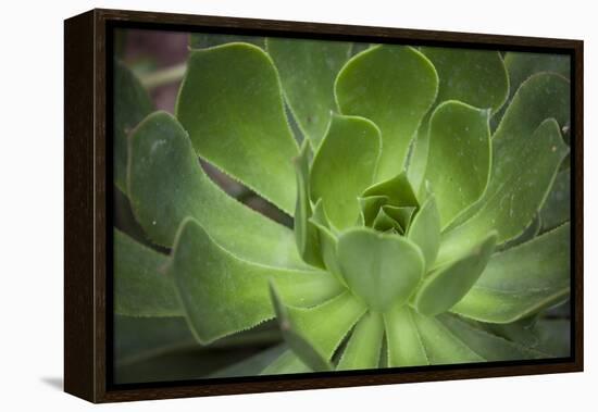 Africa, Morocco, Marrakesh. Close-Up of a Cactus in a Botanical Garden-Alida Latham-Framed Premier Image Canvas