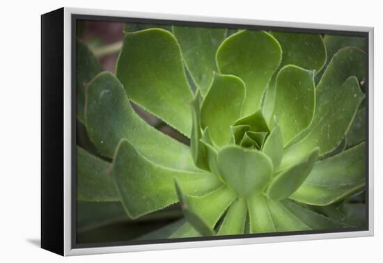 Africa, Morocco, Marrakesh. Close-Up of a Cactus in a Botanical Garden-Alida Latham-Framed Premier Image Canvas