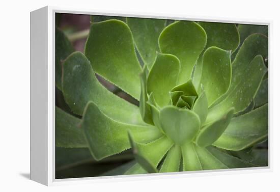 Africa, Morocco, Marrakesh. Close-Up of a Cactus in a Botanical Garden-Alida Latham-Framed Premier Image Canvas