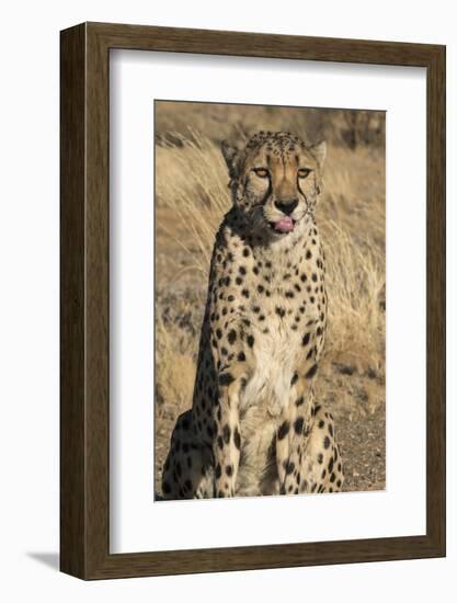 Africa, Namibia. A captive cheetah with tongue out.-Brenda Tharp-Framed Photographic Print