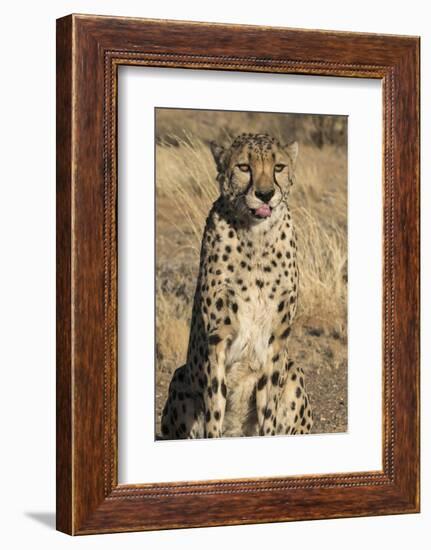 Africa, Namibia. A captive cheetah with tongue out.-Brenda Tharp-Framed Photographic Print