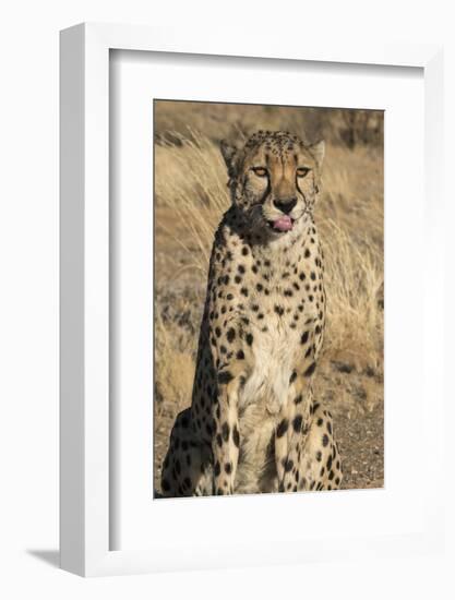 Africa, Namibia. A captive cheetah with tongue out.-Brenda Tharp-Framed Photographic Print