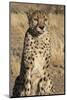 Africa, Namibia. A captive cheetah with tongue out.-Brenda Tharp-Mounted Photographic Print
