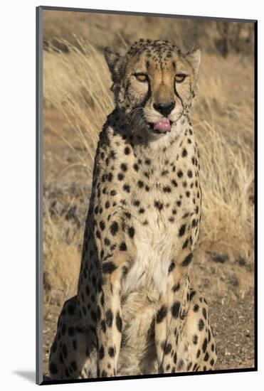 Africa, Namibia. A captive cheetah with tongue out.-Brenda Tharp-Mounted Photographic Print