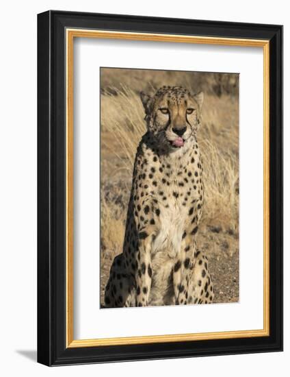 Africa, Namibia. A captive cheetah with tongue out.-Brenda Tharp-Framed Photographic Print