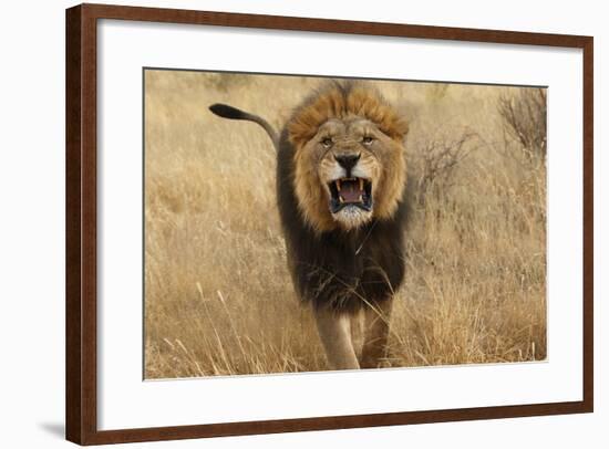 Africa, Namibia. Aggressive Male Lion-Jaynes Gallery-Framed Photographic Print