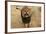 Africa, Namibia. Aggressive Male Lion-Jaynes Gallery-Framed Photographic Print