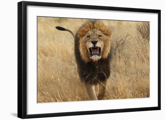 Africa, Namibia. Aggressive Male Lion-Jaynes Gallery-Framed Photographic Print