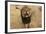 Africa, Namibia. Aggressive Male Lion-Jaynes Gallery-Framed Photographic Print