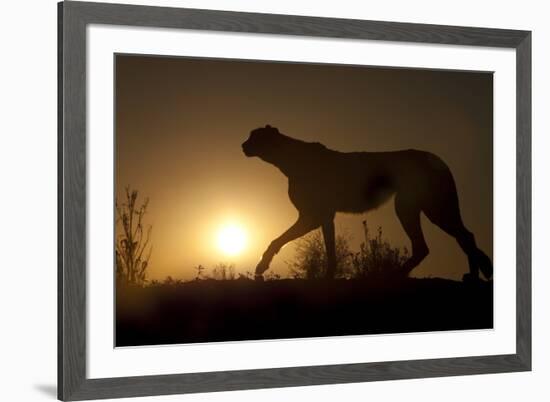 Africa, Namibia. Cheetah silhouette at sunset.-Jaynes Gallery-Framed Photographic Print