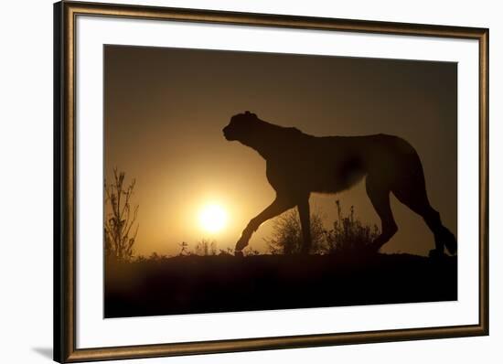 Africa, Namibia. Cheetah silhouette at sunset.-Jaynes Gallery-Framed Photographic Print