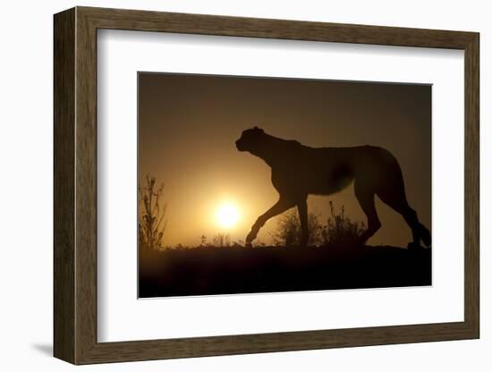 Africa, Namibia. Cheetah silhouette at sunset.-Jaynes Gallery-Framed Photographic Print