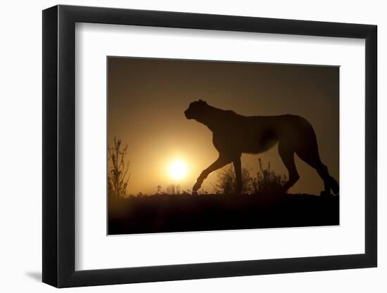 Africa, Namibia. Cheetah silhouette at sunset.-Jaynes Gallery-Framed Photographic Print