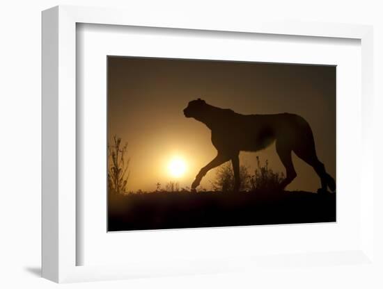 Africa, Namibia. Cheetah silhouette at sunset.-Jaynes Gallery-Framed Photographic Print