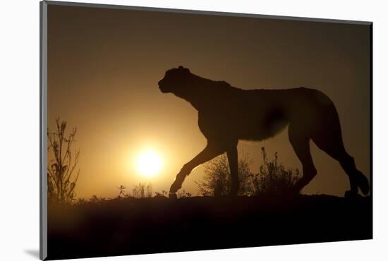 Africa, Namibia. Cheetah silhouette at sunset.-Jaynes Gallery-Mounted Photographic Print