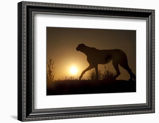 Africa, Namibia. Cheetah silhouette at sunset.-Jaynes Gallery-Framed Photographic Print