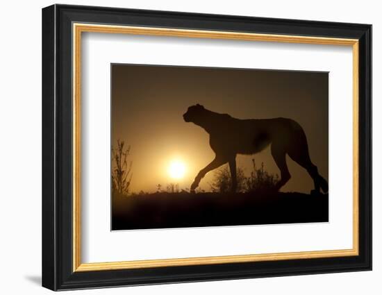 Africa, Namibia. Cheetah silhouette at sunset.-Jaynes Gallery-Framed Photographic Print