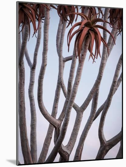 Africa, Namibia. Close Up of Quiver Tree-Jaynes Gallery-Mounted Photographic Print