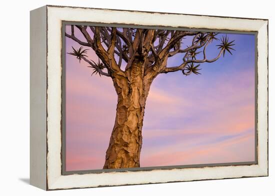 Africa, Namibia. Close Up of Quiver Tree-Jaynes Gallery-Framed Premier Image Canvas