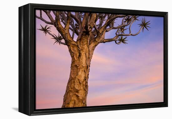 Africa, Namibia. Close Up of Quiver Tree-Jaynes Gallery-Framed Premier Image Canvas